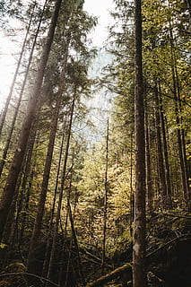 bottom view photo, forest, background, conifer, daylight, environment, landscape, mountain, park, pine trees, scenery, scenic, tree trunks, trees, woods, tree, plant, land, woodland, tranquility, beauty in nature, trunk, tree trunk, tranquil scene, nature, no people, day, scenics - nature, growth, non-urban scene, tall - high, outdoors, low angle view, sunlight, bamboo - plant, 5K, CC0, public domain, royalty free
