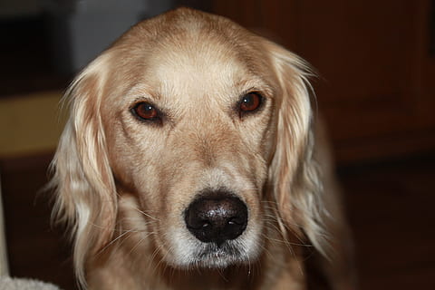 gos, devot, amable, expressió, retrat, un animal, caní, nacional, mascotes, animals domèstics, temes d'animals, animal, mamífer, mirant la càmera, a l'interior, retriever, primer pla, part del cos dels animals, cap d’animals, Golden Retriever, cap gent, vertebrats, cabell, ull d’animals, musell, 4K, CC0, domini públic, lliure de regalies