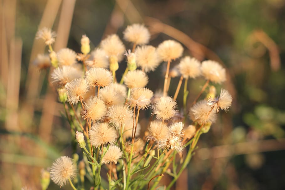 pi, camp, paisatge, naturalesa, arbre, verd, herba, boscos, arbres, sortida del sol, sol, fulles, senecio, a la tardor de, flor, planta, planta amb flors, fragilitat, vulnerabilitat, bellesa a la natura, frescor, primer pla, creixement, centrar-se en primer pla, dia, cap gent, cap de flor, inflorescència, enfocament selectiu, a l'aire lliure, pètal, llum solar, tranquil·litat, Planta esvaïda, sec, 5K