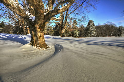 patterns, shadows, trees, winter, snow, pattern, shadow, texture, light, geometric, cold, tree, plant, road, beauty in nature, tranquil scene, tranquility, nature, transportation, the way forward, day, direction, cold temperature, no people, non-urban scene, environment, sky, scenics - nature, land, outdoors, 4K, CC0, public domain, royalty free