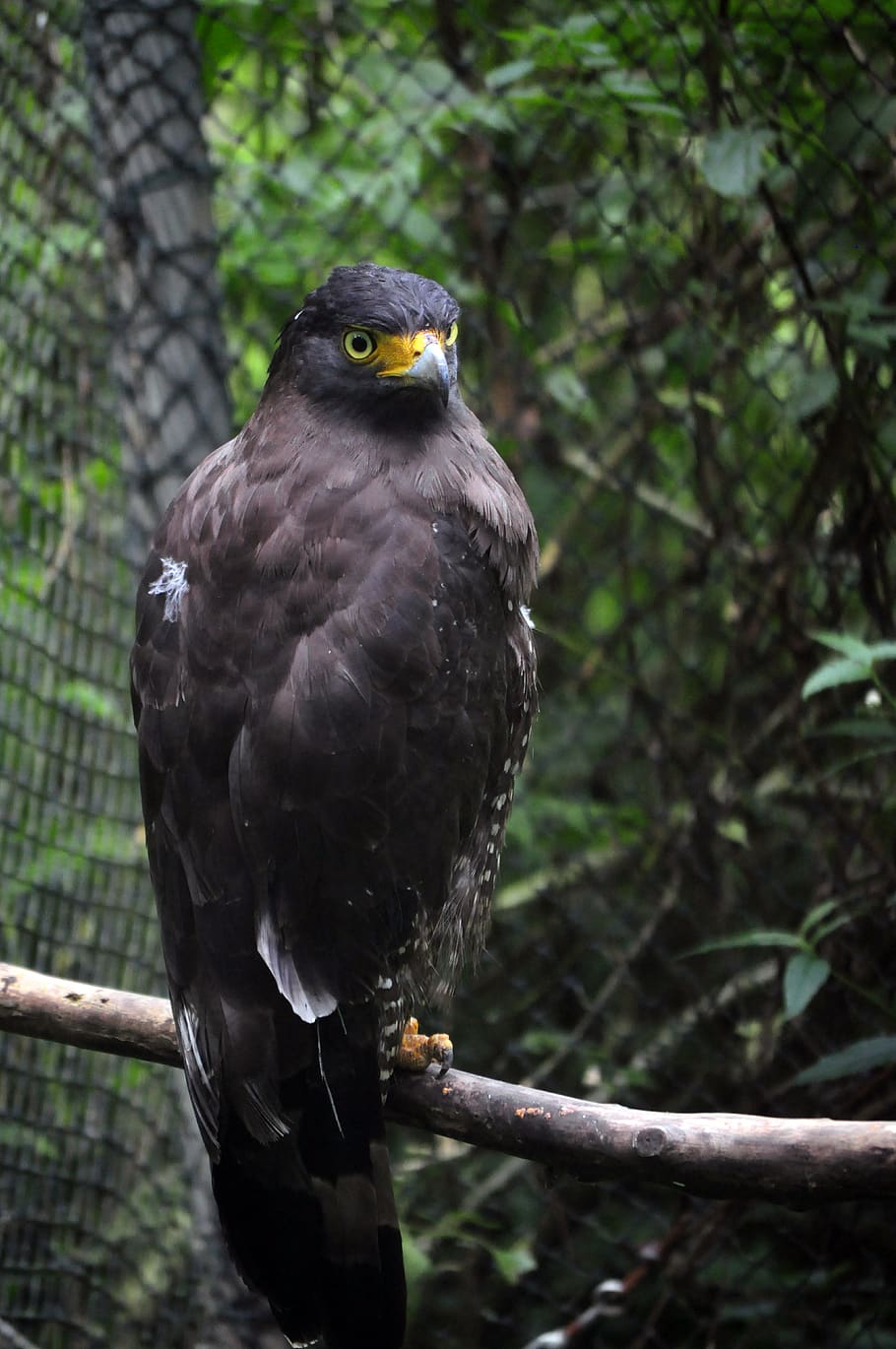 uccello nero, animale, uccello, poiana, falco, accipiter, aquila, avvoltoio, Agelaius, merlo, aquilone, becco, aquila calva, cacatua, pappagallo, tucano, conifera, pianta, albero, abete rosso, corvo, vertebrato, un animale, temi animali, animali allo stato selvatico, fauna selvatica, appollaiati, concentrarsi sulle conoscenze acquisite, uccello rapace, giorno, ramo, avvicinamento, nessuno, natura, all'aperto, analizzare, cercare, guardare, 5K