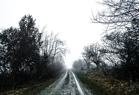 Milton, Canadà, buit, fang, arbres, nua, boira, bosc, desconegut, explorar, sony, rokinon, cel, Camí, arbre, planta, el camí a seguir, direcció, transport, perspectiva decreixent, naturalesa, carretera, cap gent, tranquil·litat, bellesa a la natura, dia, creixement, punt de fuga, escena no urbana, cel clar, escena tranquil·la, a l'aire lliure, terra, pista, llarg, 5K, CC0, domini públic, lliure de regalies