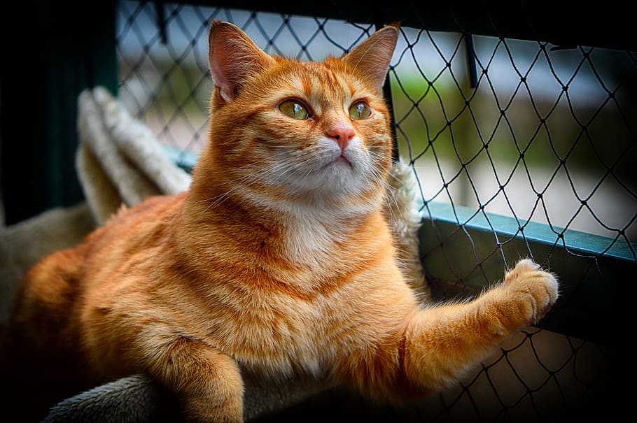 gat, vermell, bonic, verat, tigre, dolç, feliç, animal, gat domèstic, pell, món animal, mascota, cara de gat, gat jove, juganer, tabby de verat vermell, gatet, gat vermell, ulls de gat, mamífer, felí, mascotes, animals domèstics, temes d'animals, nacional, un animal, vertebrats, mirant, cap gent, bigotis, a l'interior, mirant cap a fora, primer pla, assegut, relaxació, gat de gingebre, cap d’animals, 5K