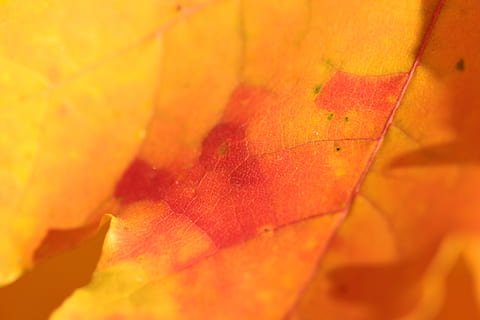 Orangenblatt, praha, vodní nádrž hostivař, Tschechien, Pflanze, Flora, Pollen, Ahornblatt, Blatt, Blume, blühen, Orange, Pflanzenteil, orange Farbe, Nahansicht, rot, keine Leute, Herbst, Vollbild, Hintergründe, Natur, Veränderung, Gelb, Makro, Schönheit in der Natur, texturiert, selektiver Fokus, Tag, natürliches Muster, draußen, natürlicher Zustand, Herbstkollektion, 2K, CC0, gemeinfrei, lizenzfrei