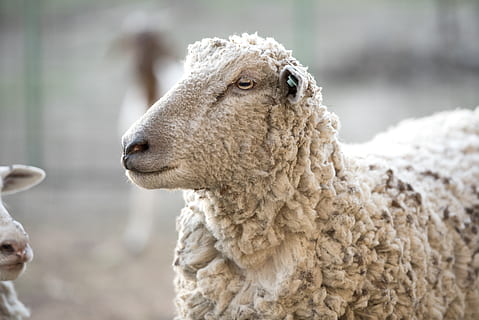 pecore beige, pecora, animale, capra, montone, pascolare, azienda agricola, bestiame, vita di campagna, belato, lana, mammifero, bellissimo, alimentazione, temi animali, animali domestici, concentrarsi sulle conoscenze acquisite, un animale, vertebrato, avvicinamento, domestico, giorno, testa di animale, analizzare, cercare, guardare, guardando lontano, nessuno, Colore bianco, erbivoro, 5K, CC0, dominio pubblico, privo di copyright