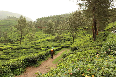 Índia, munnar, planta, arbre, color verd, persones reals, creixement, terra, paisatge, bellesa a la natura, caminar, naturalesa, dia, una persona, vista del darrere, escena tranquil·la, tranquil·litat, escenics - natura, medi ambient, estils de vida, activitat d'oci, escena rural, a l'aire lliure, 5K, CC0, domini públic, lliure de regalies