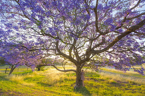 pohon, Jacaranda, model, mekar, musim semi, ungu, bunga ungu, Daun-daun, australia, Australia Barat, Swanvalley, perth, jacarandatree, matahari terbenam, menanam, keindahan di alam, bunga, pertumbuhan, alam, tanaman berbunga, cabang, hari, ketenangan, rumput, tidak ada orang, scenics - alam, bidang, tanah, adegan yang tenang, di luar rumah, kerapuhan, bunga sakura, pohon ceri, 4K, CC0, domain publik, bebas royalti