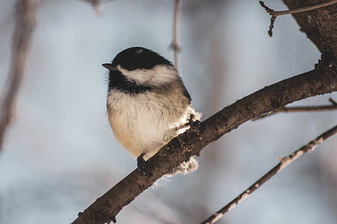 Vogel hocken, Baum, Vogel, Tier, Jay, Blue Jay, Fink, Natur, Schnee, Winter, Nahansicht, Meise, Wald, Tele, Zaunkönig, Kopf, Pflanze, Blatt, Drossel, schlucken, Kanarienvogel, ein Tier, hocken, Ast, Tierwelt, Wirbeltier, Tiere in freier Wildbahn, Tierthemen, Fokus auf den Vordergrund, keine Leute, Tag, Flachwinkelansicht, draußen, Zweig, in voller Länge, 5K, CC0, gemeinfrei, lizenzfrei