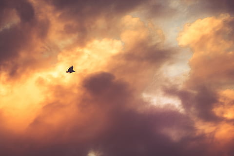 auringonlasku, hämärä, lintu, pilviä, taivas, pilvi - taivas, selkärankainen, lentäminen, kauneus luonnossa, eläinten teemoja, eläimiä, eläin, eläinten villieläimet, yksi eläin, siluetti, dramaattinen taivas, maisemat - luonto, luonto, ei ihmisiä, matala kulma, myrsky, ulkona, 5K, CC0, public domain, rojaltivapaa
