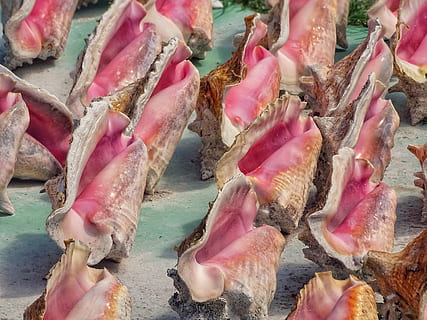 Brun, lyserød, seashell parti, detail, mad og drikke, lyserød farve, marked, til salg, friskhed, rå fødevarer, mad, fuld ramme, ingen mennesker, kød, høj vinkel visning, dyr, tæt på, dag, hvirveldyr, salg, indendørs, baggrunde, stilleben, 5K, CC0, offentligt domæne, royaltyfrie