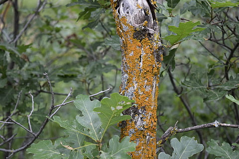 Blatt, Exappiah, Baum, Pflanze, Natur, Pflanzenteil, Fokus auf den Vordergrund, keine Leute, Nahansicht, Tag, Tierwelt, Tierthemen, Tier, Wachstum, draußen, ein Tier, Tiere in freier Wildbahn, grüne Farbe, Schönheit in der Natur, Ast, wirbellos, Flechte, 5K, CC0, gemeinfrei, lizenzfrei