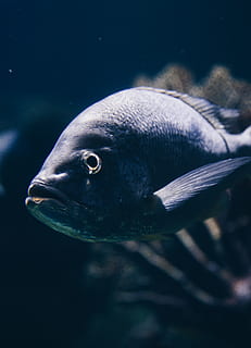 peix gris, aigua, peix, aquàtics, animal, la vida marina, aquari, blau, mexicà, Angelfish, peix marí, amphiprion, perca, bacallà, bellesa de la roca, pescador, activitats de lleure, pescar, a l'aire lliure, coho, fauna animal, sota l'aigua, mar, un animal, temes d'animals, animals a la natura, nedar, vertebrats, marí, submarí, primer pla, cap gent, naturalesa, dipòsit, cap d’animals, ull d’animals, bigotis, 8K, CC0, domini públic, lliure de regalies