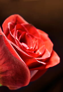 rose, red, stem, background, , decoration, concept, closeup, green, floral, petal, day, aroma, symbol, celebration, light, gift, gardening, love, macro, elegant, texture, garden, color, valentine, romance, single, bud, natural, flirting, spring, passion, anniversary, flower, leaf, holiday, summer, event, blossom, fragility, object, plant, beauty, romantic, beautiful, fresh, nature, pattern, perfection, studio shot, flowering plant, rose - flower, indoors, beauty in nature, close-up, no people, positive emotion, single object, emotion, black background, freshness, flower head, valentine's day - holiday, luxury, softness, 2K, CC0, public domain, royalty free