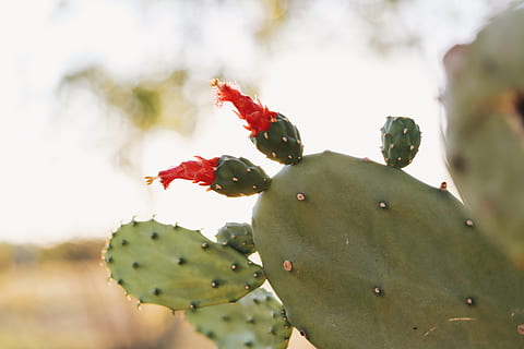 cactus verde, plantă, cactus, să se concentreze asupra primelor elemente, a închide, planta suculentă, creştere, frumusețe în natură, cactus prăjit de pere, natură, zi, fruct, Culoarea verde, nici o persoana, prospeţime, mâncat sănătos, floare, ghimpe, în aer liber, roșu, mancare si bautura, copt, 5K, CC0, domeniu public, fără drepturi de autor