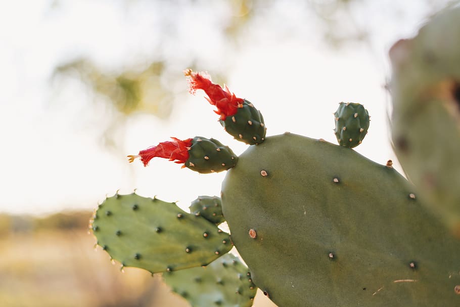 cactus verde, plantă, cactus, să se concentreze asupra primelor elemente, a închide, planta suculentă, creştere, frumusețe în natură, cactus prăjit de pere, natură, zi, fruct, Culoarea verde, nici o persoana, prospeţime, mâncat sănătos, floare, ghimpe, în aer liber, roșu, mancare si bautura, copt, 5K