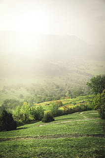 verde, albero, alberi, sole, luce del sole, Alba, foresta, sfondo, unsplash, libro unsplash, nebbia, nebbioso, polvere, polveroso, pianta, paesaggio, ambiente, scenics - natura, bellezza nella natura, scena tranquilla, la tranquillità, erba, terra, colore verde, natura, campo, nessuno, scena non urbana, giorno, cielo, crescita, all'aperto, paesaggio ondulato, 5K, CC0, dominio pubblico, privo di copyright
