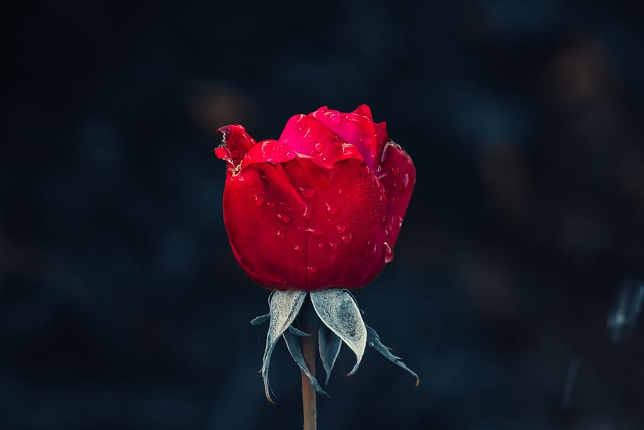 Rose, rød, dryppe, regn, blad, våd, regndråbe, natur, dråbe vand, dråber, makro, regnfuld, dug, blå, plante, vejr, dugdråbe, efterår, kold, tæt på, have, blomstre, flor, blomst, blomsterhave, smuk, skønhed i naturen, friskhed, rosenblomst, blomstrende plante, kronblad, sårbarhed, skrøbelighed, fokus på forgrunden, blomsterstand, vækst, blomsterhoved, ingen mennesker, knop, udendørs, bægerblad, 5K