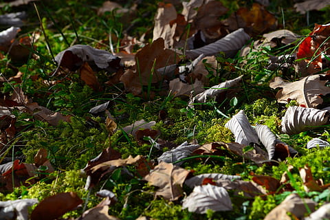 dry, leave, fallen, fall, leaf, dead, nature, autumn, land, plant, field, plant part, day, growth, selective focus, vegetable, no people, grass, beauty in nature, falling, outdoors, high angle view, freshness, leaves, change, 1080P, CC0, public domain, royalty free