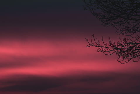 nu, árvore, vermelho, fundo, natureza, ao ar livre, céu, noite, crepúsculo, por do sol, Céu vermelho, alvorecer, astronomia, espaço, universo, espaço sideral, Rosa, pássaro, animal, lua, silhueta, areia, nascer do sol, lua cheia, ninguém, beleza na natureza, nuvem - céu, árvore nua, scenics - natureza, tranquilidade, ramo, cena tranquila, idílico, céu dramático, visão de baixo ângulo, cor rosa, roxa, compósito digital, céu romântico, 4K, CC0, domínio público, royalty free