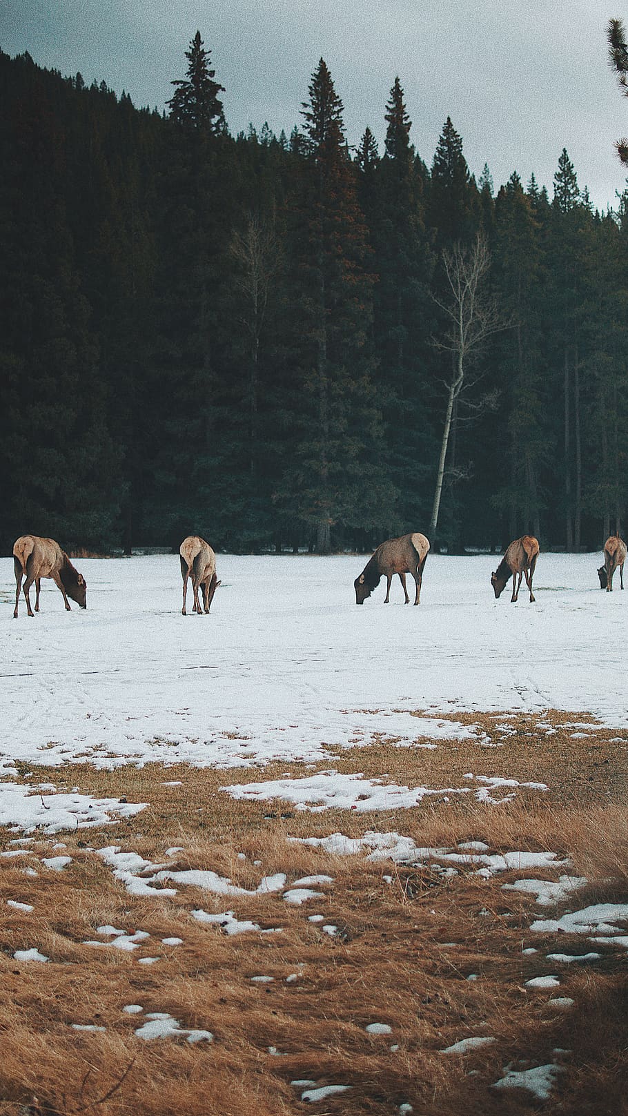 cinc cavalls marrons, vida salvatge, elk, mamífer, cérvol, animal, alberta, Canadà, cavall, alces, antílop, camp, herba, pendent, bosc, viatjar, arbres, verd, banff, neu, animals, grup d’animals, temes d'animals, hivern, arbre, temperatura de fred, terra, vertebrats, planta, animals domèstics, fauna animal, nacional, bestiar, mascotes, naturalesa, cap gent, herbívors, 5K