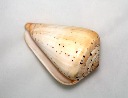 shell, seashell, speckled, macro, closeup, white, background, single object, indoors, no people, food and drink, freshness, studio shot, food, simplicity, close-up, wellbeing, healthy eating, high angle view, still life, directly above, shape, spotted, day, white color, cut out, emotion, snack, 2K, CC0, public domain, royalty free
