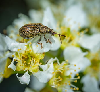 Marrone, tonchio, arroccato, bianca, fiore, antenna, ape, scarafaggio, insetto, avvicinamento, colore, flora, fiori, messa a fuoco, giardino, invertebrato, macro, macrofotografia, all'aperto, polline, un animale, animali allo stato selvatico, temi animali, fauna selvatica, animale, messa a fuoco selettiva, nessuno, giorno, bellezza nella natura, natura, pianta, fragilità, pianta fiorita, vulnerabilità, crescita, testa di fiore, 2K, CC0, dominio pubblico, privo di copyright