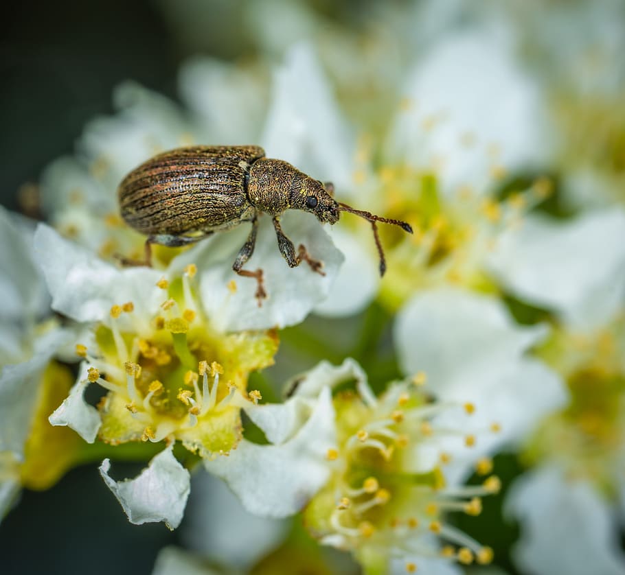 marró, morrut, posat, blanc, flor, antena, abella, escarabat, error, primer pla, color, flora, flors, focus, jardí, insecte, invertebrat, macro, fotografia macro, a l'aire lliure, pol·len, un animal, animals a la natura, temes d'animals, fauna animal, animal, enfocament selectiu, cap gent, dia, bellesa a la natura, naturalesa, planta, fragilitat, planta amb flors, vulnerabilitat, creixement, cap de flor, 2K