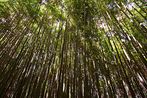 hutan hijau, bambu, hutan, pohon, alam, hutan bambu arashiyama, kyo-shi, Jepang, flora, menanam, hijau, tinggi, puncak pohon, langit, tanah, vegetasi, di luar rumah, Birch, rimba, belukar, tampilan sudut rendah, tanaman bambu, panjang tinggi, hutan bambu, ketenangan, pertumbuhan, keindahan di alam, bingkai penuh, warna hijau, tidak ada orang, batang pohon, bagasi, scenics - alam, tepat di bawah, kanopi pohon, hutan pinus, pohon jenis konifera, hutan hujan, 2K, CC0, domain publik, bebas royalti