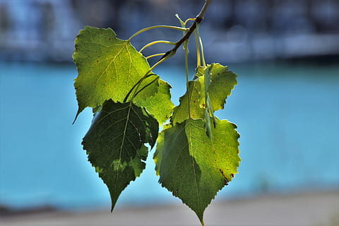 lăstar, frunziş, ramură, model, parc, mediul, natural, grădină, copac, frunze, colaps, natură, verde, plantă, plajă, apă, parte a plantelor, să se concentreze asupra primelor elemente, a închide, Culoarea verde, creştere, frumusețe în natură, nici o persoana, zi, în aer liber, prospeţime, vena frunzelor, lumina soarelui, selectiv, 5K, CC0, domeniu public, fără drepturi de autor