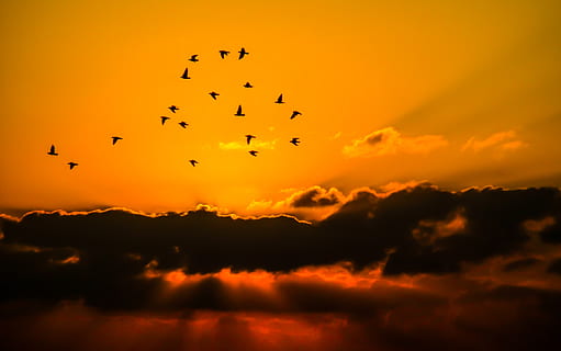mass, bird, flying, sunset, clouds, cloudscape, flock, nature, overcast, sky, sun, cloud - sky, silhouette, animal, animal themes, vertebrate, animal wildlife, animals in the wild, group of animals, beauty in nature, orange color, large group of animals, mid-air, scenics - nature, dramatic sky, flock of birds, no people, outdoors, 4K, CC0, public domain, royalty free