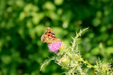 antenne, tiltrækkende, baggrund, smuk, skønhed, lyse, Brun, buterfly, sommerfugl, kamille, tæt, tæt på, farve, klap, flyvningen, blomst, flyve, have, grøn, insekt, makro, natur, åben, orange, ornamental, over, mønster, kronblade, plante, rød, hvilende, enkelt, lille, fik øje på, forår, sommer, sollys, vild, vinge-beat, vinge-takts, vinger, gul, blomstrende plante, dyr, dyre temaer, hvirvelløse, skønhed i naturen, dyr i naturen, dyreliv, et dyr, skrøbelighed, sårbarhed, vækst, friskhed, blomsterhoved, bestøvning, kronblad, bi, ingen mennesker, udendørs, lilla, dyrefløj, sommerfugl - insekt, 4K, CC0, offentligt domæne, royaltyfrie