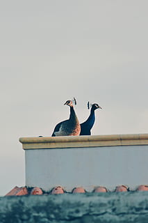zwei pfauen, Tier, Vogel, Pfau, grau, Fasan, Taube, Amsel, agelaius, Schnabel, Ente, Wasservögel, Möwe, Schwan, schwarzer Schwan, Herde, Wachtel, Petrol, Obst, Pflanze, Tierthemen, Tiere in freier Wildbahn, Wirbeltier, Tierwelt, Gruppe von Tieren, zwei tiere, Himmel, hocken, keine Leute, Natur, Wasser, Tag, kopieren sie platz, klarer Himmel, Schönheit in der Natur, draußen, selektiver Fokus, 4K, CC0, gemeinfrei, lizenzfrei