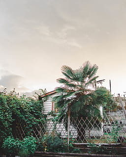 Canadà, nanaimo, planta, cel, arbre, creixement, arquitectura, naturalesa, núvol - cel, estructura construïda, exterior de l'edifici, cap gent, Palmera, dia, tanca, clima tropical, color verd, a l'aire lliure, vista d’angle baix, límit, barrera, edifici, 4K, CC0, domini públic, lliure de regalies