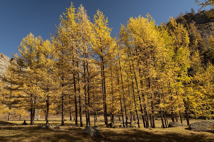 planta de fulla verda, arbre, planta, conífera, làrix, abies, avet, vegetació, a l'aire lliure, bedoll, terra, bosc, naturalesa, paisatge, arbreda, maple, pi, desert, tronc de l'arbre, tardor, bellesa a la natura, canvi, tranquil·litat, groc, cap gent, escenics - natura, escena tranquil·la, cel, dia, creixement, medi ambient, escena no urbana, cel clar, col·lecció de tardor, arbre de coníferes, bosc de pi, 5K