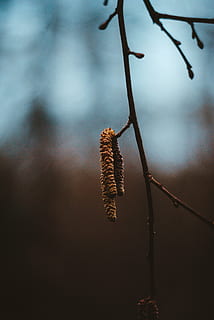 leafless tree, plant, tree, insect, invertebrate, animal, flower, blossom, grass, pollen, vegetation, outdoors, nature, abies, fir, bud, sprout, food, vegetable, grain, produce, focus on foreground, branch, pussy willow, twig, growth, close-up, beauty in nature, no people, day, tranquility, plant stem, selective focus, brown, hanging, sunlight, dry, dead plant, dried, 4K, CC0, public domain, royalty free
