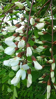 tree, acacia, flowers, spring, nature, flowering, foliage, green, fresh, growth, plant, beauty in nature, flower, freshness, close-up, flowering plant, no people, day, white color, leaf, fragility, green color, vulnerability, plant part, branch, food, food and drink, outdoors, flower head, 4K, CC0, public domain, royalty free
