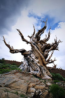 marró, vell, arbre sense fulles, fusta, planta, fusta flotant, símbol, creu, bristlecone, roques, naturalesa, arbre, núvols, tronc de l'arbre, arrel, monstre de l'arbre, avet, abies, llosa, edifici, torre, arquitectura, sòl, núvol - cel, cel, dia, cap gent, tranquil·litat, planta morta, vista d’angle baix, a l'aire lliure, tronc, representació, bellesa a la natura, escenics - natura, art i artesania, escultura, estàtua, medi ambient, 5K, CC0, domini públic, lliure de regalies
