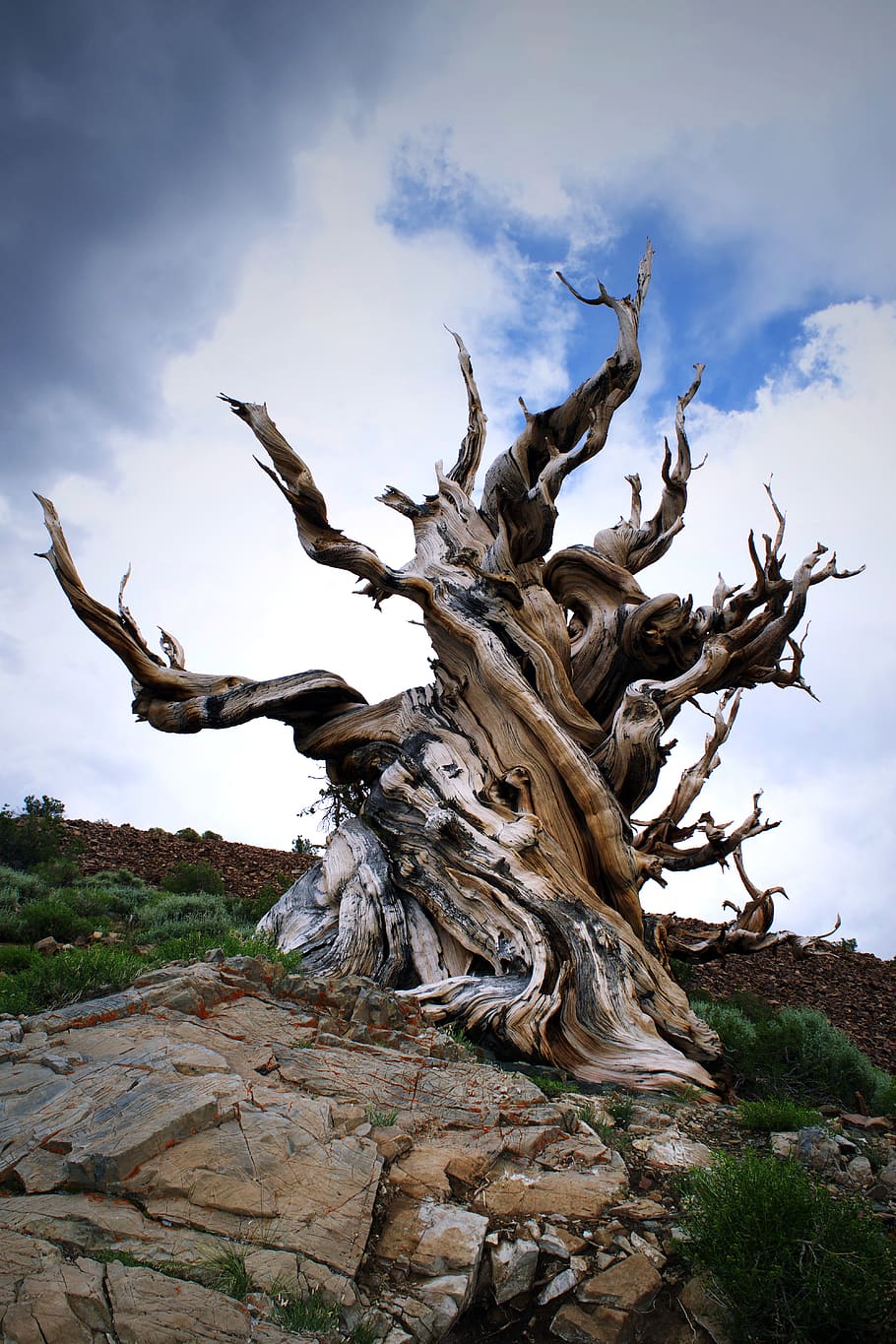 marró, vell, arbre sense fulles, fusta, planta, fusta flotant, símbol, creu, bristlecone, roques, naturalesa, arbre, núvols, tronc de l'arbre, arrel, monstre de l'arbre, avet, abies, llosa, edifici, torre, arquitectura, sòl, núvol - cel, cel, dia, cap gent, tranquil·litat, planta morta, vista d’angle baix, a l'aire lliure, tronc, representació, bellesa a la natura, escenics - natura, art i artesania, escultura, estàtua, medi ambient, 5K