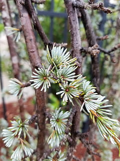 branques, arbre, pi, planta, creixement, bellesa a la natura, flor, planta amb flors, primer pla, dia, fragilitat, naturalesa, branca, centrar-se en primer pla, frescor, vulnerabilitat, cap gent, tronc de l'arbre, tronc, Color blanc, a l'aire lliure, enfocament selectiu, cap de flor, primavera, 4K, CC0, domini públic, lliure de regalies
