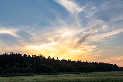 Bos, zonsondergang, avond, zon, hemel, natuur, bomen, pijnboom, knap, blauw, geel, veld-, groen, scenics - natuur, boom, rustige scène, schoonheid in de natuur, kalmte, fabriek, wolk - lucht, landschap, milieu, geen mensen, idyllisch, niet-stedelijke scène, groei, land-, Oranje kleur, groene kleur, 5K, CC0, publiek domein, royaltyvrij