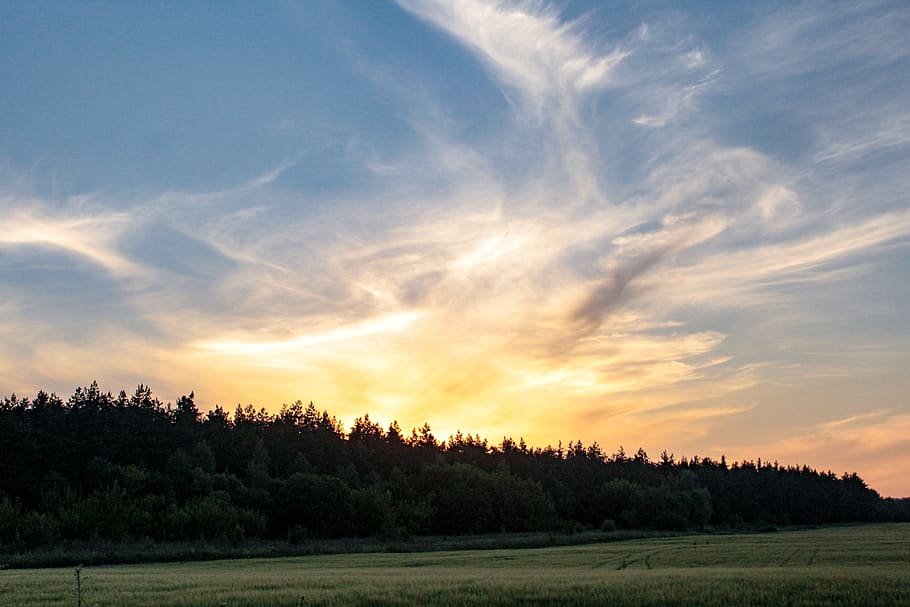 foresta, tramonto, sera, sole, cielo, natura, alberi, pino, profumatamente, blu, giallo, campo, verde, scenics - natura, albero, scena tranquilla, bellezza nella natura, la tranquillità, pianta, nuvola - cielo, paesaggio, ambiente, nessuno, idilliaco, scena non urbana, crescita, terra, colore arancione, colore verde, 5K
