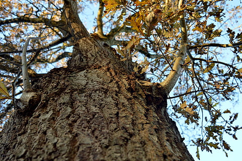 tree, bark, high, tribe, nature, log, aesthetic, structure, sky, branches, plant, low angle view, trunk, tree trunk, branch, no people, day, growth, beauty in nature, textured, rough, tranquility, outdoors, focus on foreground, directly below, plant bark, tree canopy, cherry blossom, 5K, CC0, public domain, royalty free