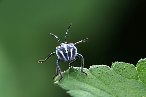 insectă, ghinion, pentatomomorpha, nevertebrat, animale tematice, animale sălbatice, animal, animale în sălbăticie, un animal, parte a plantelor, frunze, Culoarea verde, a închide, natură, nici o persoana, plantă, zi, artropod, zoologie, selectiv, frumusețe în natură, în aer liber, 5K, CC0, domeniu public, fără drepturi de autor
