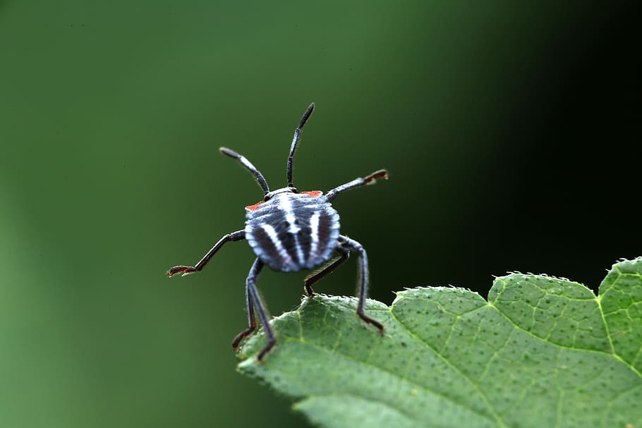 insecte, pudor d'error, pentatomomorpha, invertebrat, temes d'animals, fauna animal, animal, animals a la natura, un animal, part de la planta, full, color verd, primer pla, naturalesa, cap gent, planta, dia, artròpode, zoologia, enfocament selectiu, bellesa a la natura, a l'aire lliure, 5K