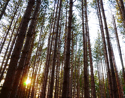 Kanada, Markham, Bäume, Wald, Baum, Pflanze, Land, Kofferraum, Baumstamm, Flachwinkelansicht, Ruhe, Natur, Wachstum, keine Leute, Schönheit in der Natur, ruhige Szene, Nicht-städtische Szene, Tag, Szenen - Natur, große Höhe, draußen, Himmel, Kiefer, Kiefernwald, Bambuspflanze, Nadelbaum, Baumkrone, 4K, CC0, gemeinfrei, lizenzfrei