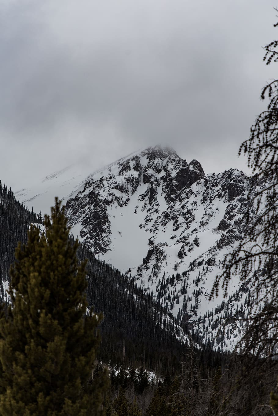 neu, hivern, blanc, fred, temps, gel, arbres, plantes, naturalesa, boscos, bosc, viatjar, aventura, muntanya, escalar, trek, caminada, núvol, cel, arbre, planta, bellesa a la natura, tranquil·litat, escenics - natura, escena tranquil·la, temperatura de fred, cap gent, núvol - cel, escena no urbana, creixement, dia, vista d’angle baix, muntanya nevada, Serra, a l'aire lliure, pi, cim de muntanya, arbre de coníferes, 5K