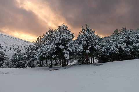 Baum, Wald, Landschaft, Bäume, Natur, Wälder, Nebel, Herbst, Mystiker, Geheimnis, Pfad, Licht, Grün, Beleuchtung, Moos, atmosphärisch, farblos, Schnee, Stille, friedlich, Wandern, Himmel, kalte Temperatur, Winter, Pflanze, Szenen - Natur, Berg, Schönheit in der Natur, Ruhe, ruhige Szene, Umgebung, wolke - himmel, Land, weiße Farbe, keine Leute, Kiefer, Nadelbaum, schneebedeckter Berg, Kiefernwald, draußen, extremes Wetter, immergrüner Baum, 8K, CC0, gemeinfrei, lizenzfrei