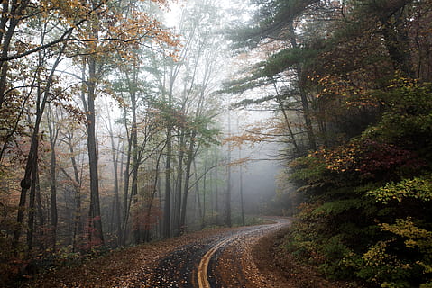 pathway, green, trees, road, gravel, dirt road, forest, landscape, blowing rock, tree, nature, fall, autumn, leaves, curve, haze, turn, winding road, mist, foliage, countryside, fog, plant, land, the way forward, direction, beauty in nature, woodland, growth, tranquility, transportation, scenics - nature, tranquil scene, non-urban scene, environment, no people, change, outdoors, diminishing perspective, 5K, CC0, public domain, royalty free