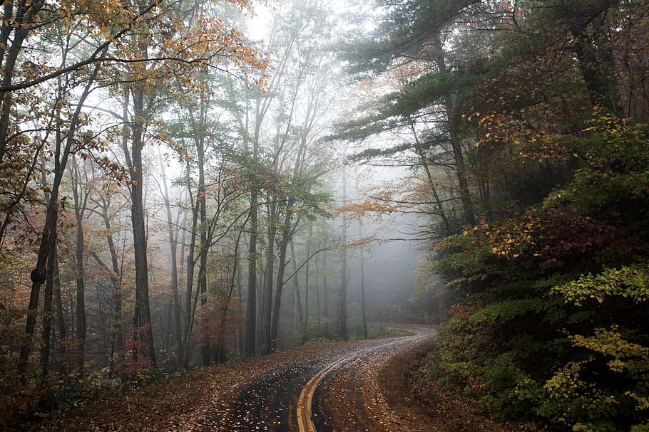 Weg, Grün, Bäume, Straße, Kies, Schotterstraße, Wald, Landschaft, weht Rock, Baum, Natur, fallen, Herbst, Blätter, Kurve, Dunst, Wende, Serpentine, Nebel, Laub, Pflanze, Land, der Weg nach vorn, Richtung, Schönheit in der Natur, Wachstum, Ruhe, Transport, Szenen - Natur, ruhige Szene, Nicht-städtische Szene, Umgebung, keine Leute, Veränderung, draußen, abnehmende Perspektive, 5K