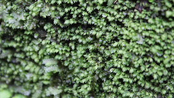 arbre, herba, planta, full, flor, molsa, verd, botànica, flora, arbust, planta amb flors, planta llenyosa, planta de terra, planta de terra no vascular, creixement, color verd, bellesa a la natura, marc complet, naturalesa, cap gent, dia, primer pla, enfocament selectiu, fons, frescor, tranquil·litat, a l'aire lliure, terra, centrar-se en primer pla, part de la planta, patró, arbre de coníferes, 2K, CC0, domini públic, lliure de regalies